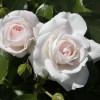 Саженец парковой розы Аспирин Розе (Aspirin Rose): фото и описание