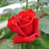 Саженец чайно-гибридной розы Каролла (Corolla): фото и описание
