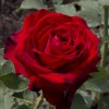 Саженец чайно-гибридной розы Лавли Ред (Lovely Red): фото и описание