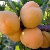 Абрикос Янтарь Поволжья: фото и описание