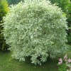Саженец дерена Элегантиссима (Elegantissima): фото и описание