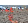Саженец дуба Красный 20-40 см: фото и описание