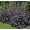 Саженец гейхеры мелкоцветковой Блэк Перл (Black Pearl): фото и описание