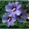 Саженец Гибискуса древовидного Блю Сатин (Blue Satin): фото и описание