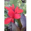 Клубень канны Дисколор (Discolor): фото и описание