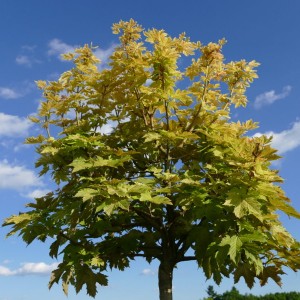 Клён Явор (60-100 см)
