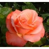 Саженцы розы штамбовой (3 шт.) Роза Сильве Джюбилей (Silver Jubilee) : фото и описание