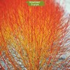 Саженцы дерена красного Мидвинтер Фаер (Midwinter Fire) - 5 шт.: фото и описание