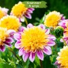 Клубни георгина Буги-Вуги (Boogie Woogie) - 5 шт.: фото и описание