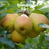 Комплект 5шт / Груша Добрянка (Сентябрина): фото и описание