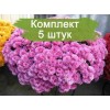 Саженцы хризантемы мультифлора Белго Лилак (Belgo Lilac) (Сиреневая) - 5 шт.: фото и описание