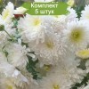 Саженцы хризантемы мультифлора Домино Уайт (Белая) - 5 шт.: фото и описание