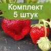 Саженцы клубники Чамора Туруси (Chamor-Turusi) (Не ремонтантная/Поздняя) - 5 шт.: фото и описание