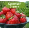 Саженцы ремонтантной клубники Мурано (Ранняя) - 5 шт.: фото и описание