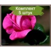 Саженцы чайно-гибридной розы Джакаранда (Jacaranda) - 5 шт.: фото и описание
