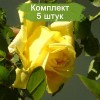 Саженцы плетистой розы Клаймбинг Голдмари (Climbing Goldmarie) - 5 шт.: фото и описание