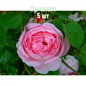 Комплект 5шт / Роза Констанс (английская)