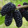 Саженцы шелковицы Шелли (Shelly) - 5 шт.: фото и описание
