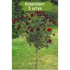Саженцы штамбовой розы Блэк Баккара (Black Baccara) - 5 шт.: фото и описание