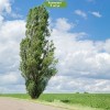 Саженцы тополя Серебристый Пирамидальный (60-100 см) - 5 шт.: фото и описание