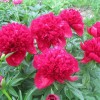 Саженец пиона Ред Чарм (Red Charm): фото и описание