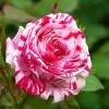 Саженец розы флорибунды Сатин (Satin): фото и описание